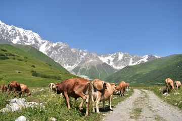 Fototapeta na wymiar COWS at trekking course in GEORGIA