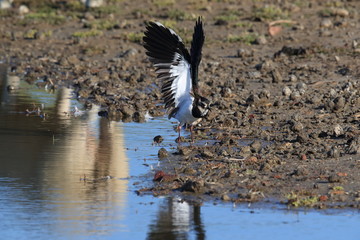 Lapwing. Northern lapwing. Vanellus vanellus,texel,holland