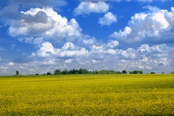 Obraz premium Rapeseed field in country with clouds on blue sky, summer landscape