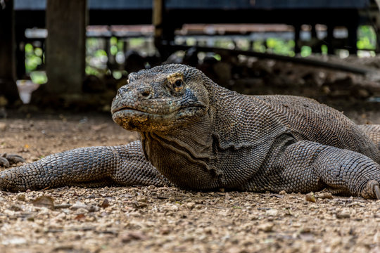 Komodo Dragon, Biggest Lizard -Komodo National Park, Indonesia, Asia