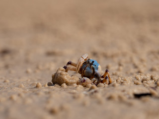 Sand crab on the beach