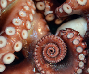 Fresh octopus at the Tokyo Tsukiji Fish Market © Benja Whitehead