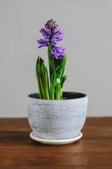 purple crocus in gray pot