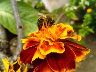Bee collecting pollen from velvet chewing.