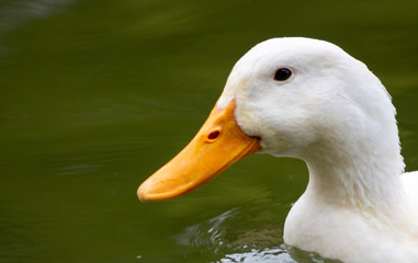 Closeup of a floating Beijing duck.