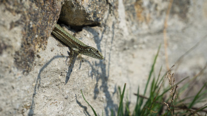 Geko Passau (c) Alexander Reichel