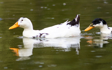White Beijing Ducks floating in the water.