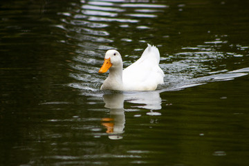 White Pekin Duck floating in the water.