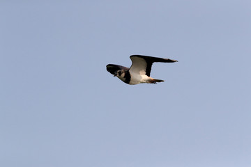 Lapwing. Northern lapwing. Vanellus vanellus,texel,holland