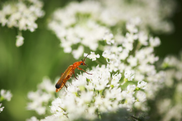 Rhagonycha fulva_Roter Weichkäfer