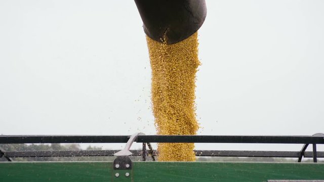 Combine harvester unloaded corn grains in truck. Slow motion. HD