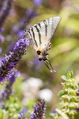 flambé sur fleur de lande