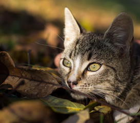 Pretty little cat outdoor