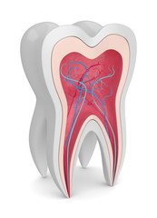 3d render of tooth with nerves and blood vessels