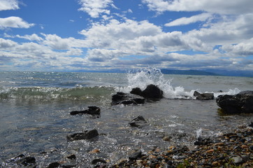 wave birds