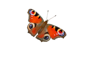 Fototapeta premium isolated butterfly inachys io on white background