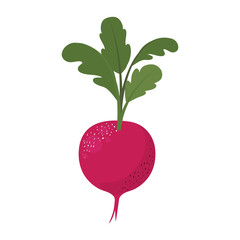 white background of red beet with stem and leaves and stains