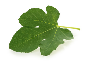 Fig leaf isolated on white background