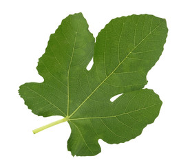 Fig leaf isolated on white background