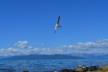 wave birds