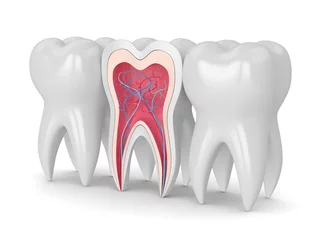 Papier Peint photo Lavable Dentistes Rendu 3D de dent avec nerfs et vaisseaux sanguins