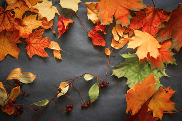 A variety of autumn leaves of twigs and berries laid out on dark paper.