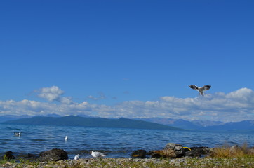 wave birds