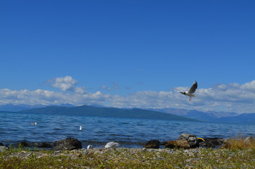 wave birds