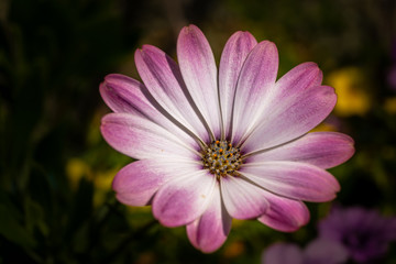 Obraz premium die blume