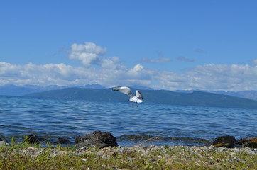 wave birds