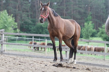 The horse stands against the background of the forest.