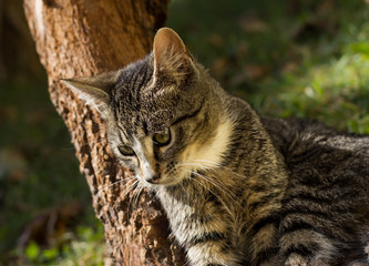 Pretty little cat outdoor