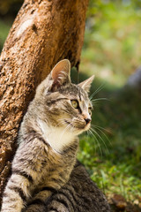 Pretty little cat outdoor