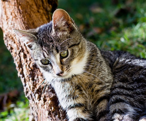 Pretty little cat outdoor
