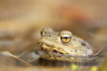 Common toad