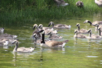 Mother Goose With Her Young, Rundle Park, Edmonton, Alberta