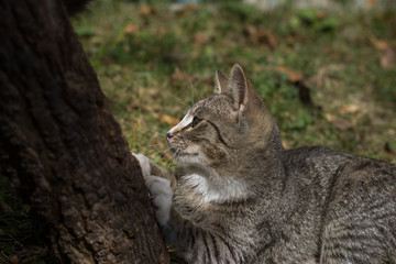 Pretty little cat outdoor