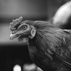 rooster in monochrome