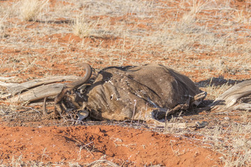 A dead cow in the kalahari desert, Namibia.