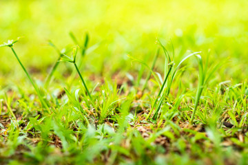 Green grass in the sunny day.
