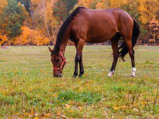 Red horse grazes in the autumn meadow