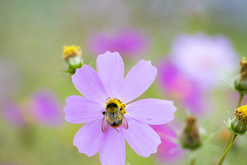Obraz premium コスモスとマルハナバチ