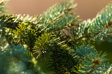 Green tree close-up. Forest. A park. Pine