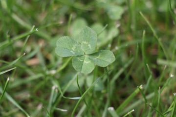 Fototapeta na wymiar Four-leaf clover