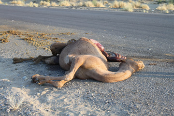Dead camel