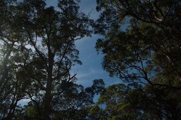 Stars between moonlight trees