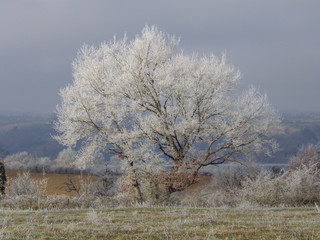 Nature givrée