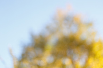 Blurred sunny abstract autumn nature background with blue sky