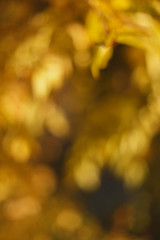 Blurred sunny abstract autumn nature background, yellow and brown color