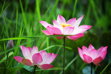 close up of blooming beautiful lotus flower
